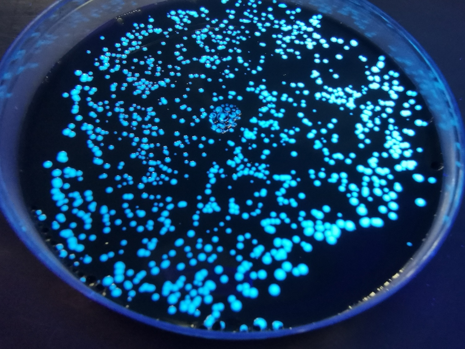Analisi di laboratorio della Legionella