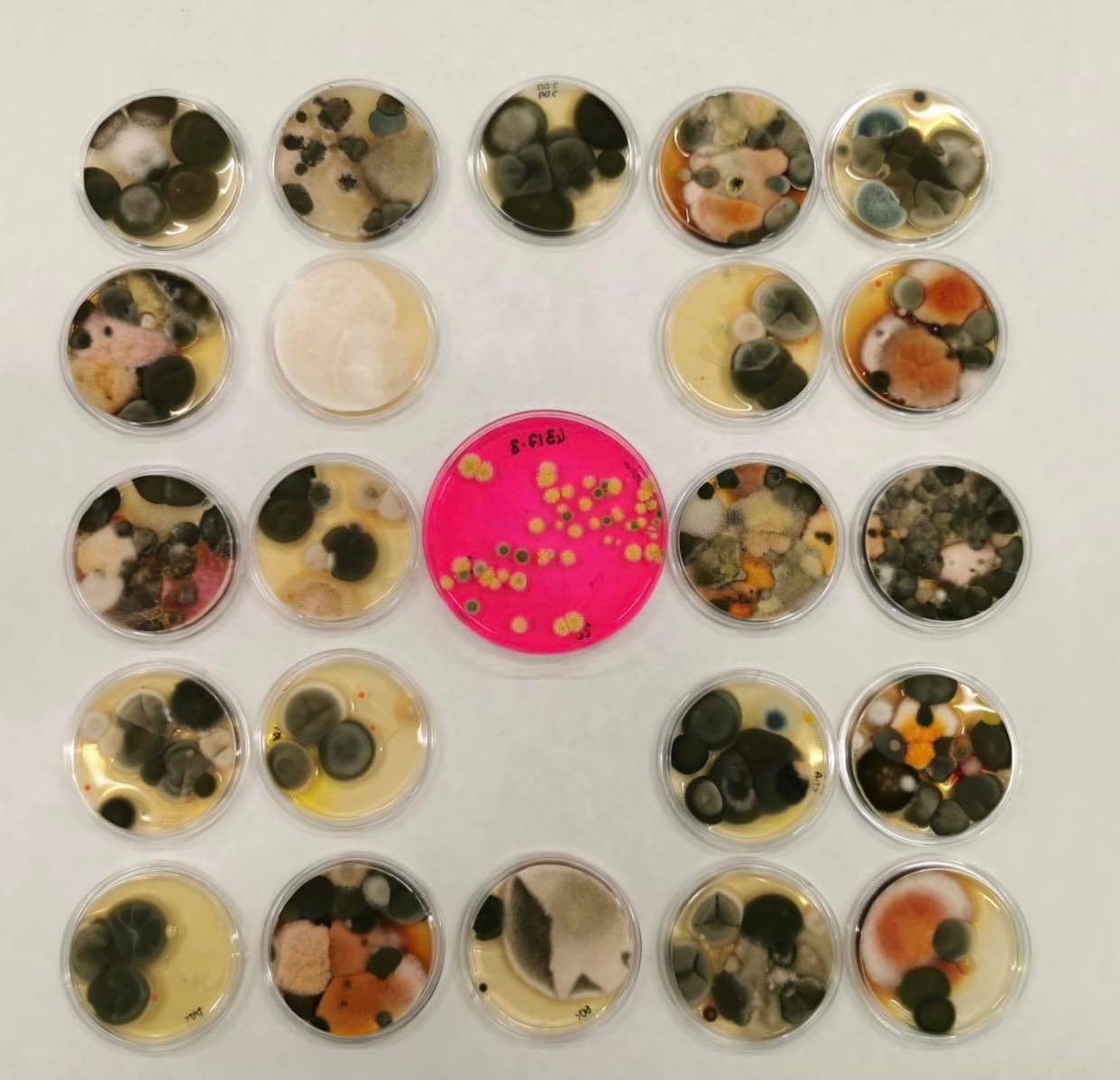 Analisi microbiologica delle muffe